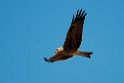 Black Kite.20101101_2560