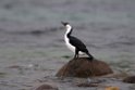 Black-faced Cormorant.20101113_4122