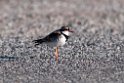 Black-fronted Dotterel.20101117_4440