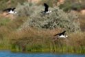 Black-winged Stilt.20101031_2445
