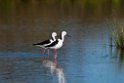 Black-winged Stilt.20101031_2453