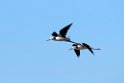 Black-winged Stilt.20101031_2465