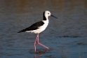 Black-winged Stilt.20101101_2910