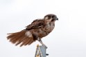 Brown Falcon.20101030_1822