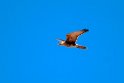 Brown Falcon.20101101_2613