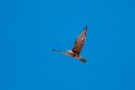 Brown Falcon.20101101_2615