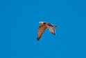 Brown Falcon.20101101_2620