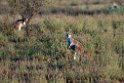 Common Wallaby.20101104_3203
