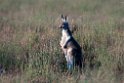 Common Wallaby.20101104_3213