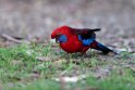 Crimson Rosella.20101121_5001