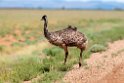 Emu.20101030_1838