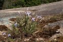 Flower.20101124_5085