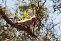 Galah.20101031_2208