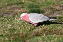 Galah.20101109_3688