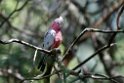 Galah.20101121_4931