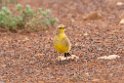 Gibberbird.20101030_1789