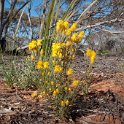 Gluepot Reserve flower.20101106_3371