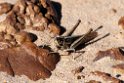 Grashopper.20101102_3143