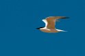Gull-billed Tern.20101102_3101