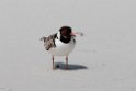 Hooded Plover.20101113_4213