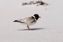 Hooded Plover.20101113_4236