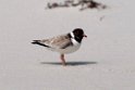 Hooded Plover.20101113_4244