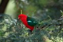 King Parrot.20101121_4912