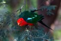 King Parrot.20101121_4923