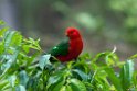 King Parrot.20101121_4965