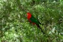 King Parrot.20101124_5314