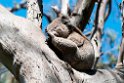 Koala Great Otway N.P.20101109_3593