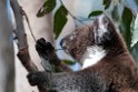 Koala.20101027_1717