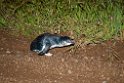 Little Blue Penguin.20101117_4605