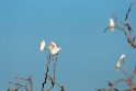 Little Corella.20101031_2522