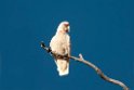 Long-billed Corella.20101117_4478