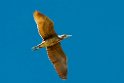 Nankeen Night Heron.20101101_2832