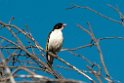 Painted Honeyeater.20101117_4496