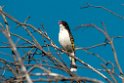 Painted Honeyeater.20101117_4499