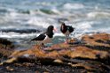 Pied Oystercatcher.20101113_4131