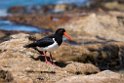 Pied Oystercatcher.20101113_4168