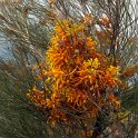 Port Augusta Botanisk Have.20101106_3456