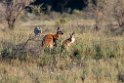 Red Kangaroo.20101104_3206