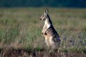 Red Kangaroo.20101104_3210