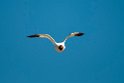 Red-necked Avocet.20101101_2577