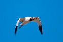 Red-necked Avocet.20101101_2593