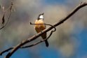 Rufous Whistler.20101119_4669