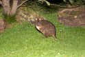 Rufous-bellied Pademelon.20101111_3809