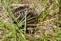 Short-beaked Echidna.20101109_3544
