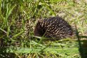 Short-beaked Echidna.20101109_3548