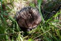 Short-beaked Echidna.20101109_3555
